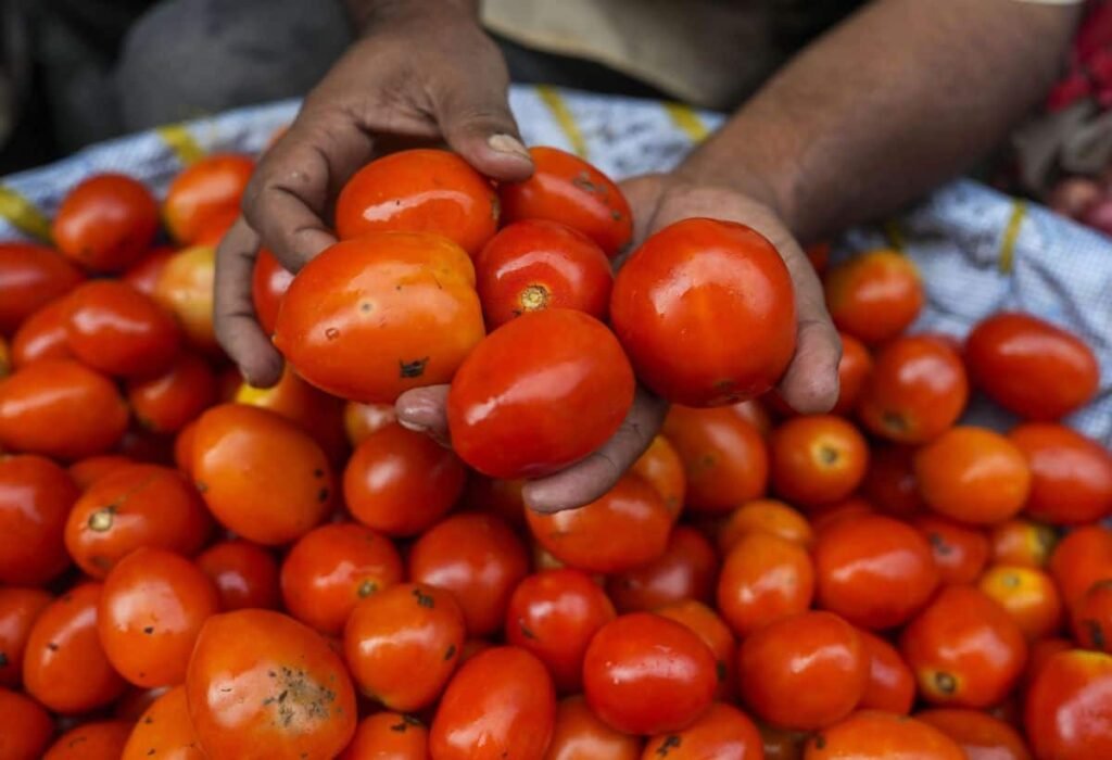 Tomato Price: मुंह के बल गिरे टमाटर के भाव, 200 रुपये से लुढ़कर सीधे 5 रुपये पर आए, किसानों की हालत खस्ता