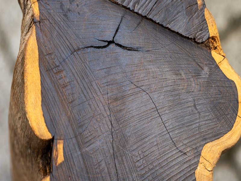दुनिया की सबसे महंगी लकड़ी, कीमत आठ लाख रुपये से भी ज्यादा