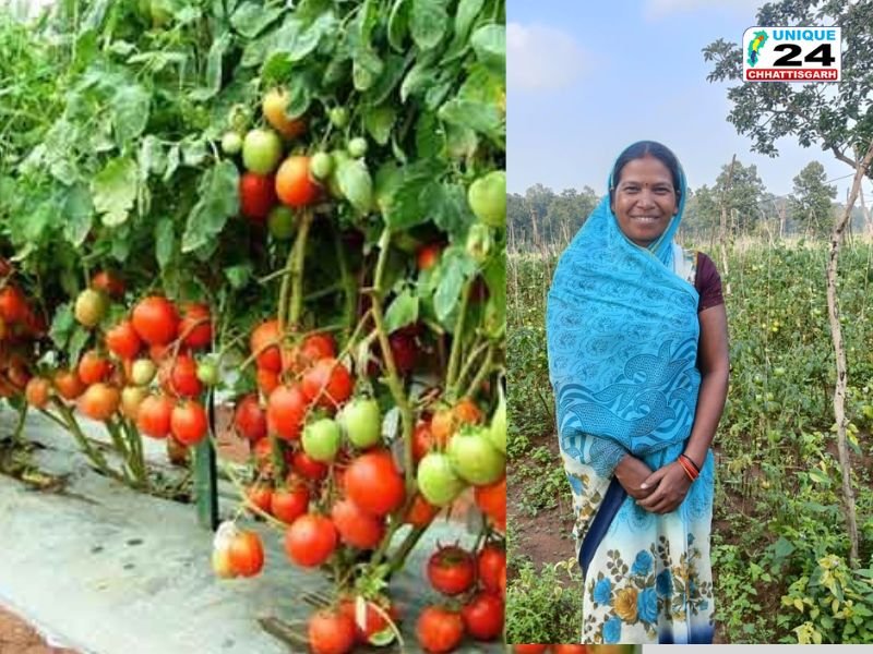 छत्तीसगढ की टमाटर पहुंची ‘महाराष्ट्र की रसोई’ तक
