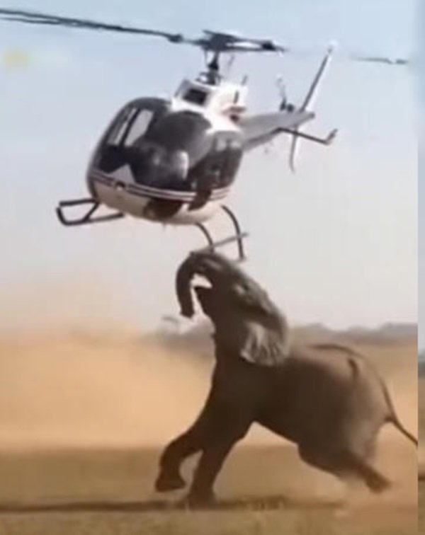 हाथी और हेलीकॉप्टर का ये वीडियो किसी को भी चौंका देगा :