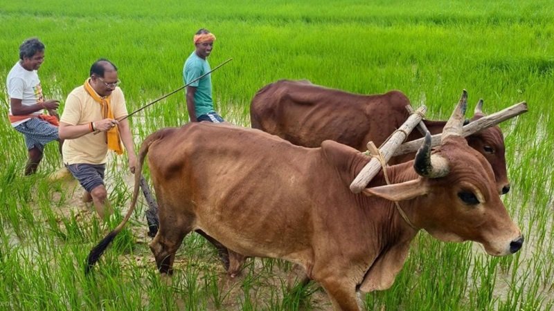 CM विष्णुदेव साय ने अपने पैतृक गांव के खेत में बैलों के साथ की ‘बियासी’…!