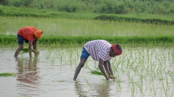 छत्तीसगढ़ में फसल नुकसान की 59,666 सूचनाएं, किसानों को राहत का इंतजार
